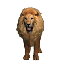 Gif animé lion rugit